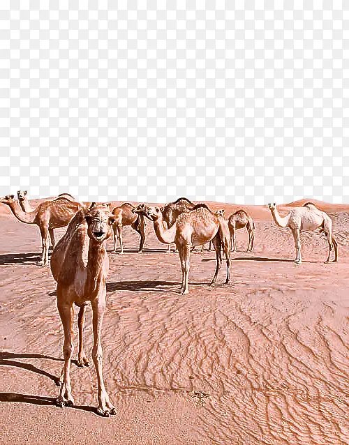 骆驼 骆驼类 牧群