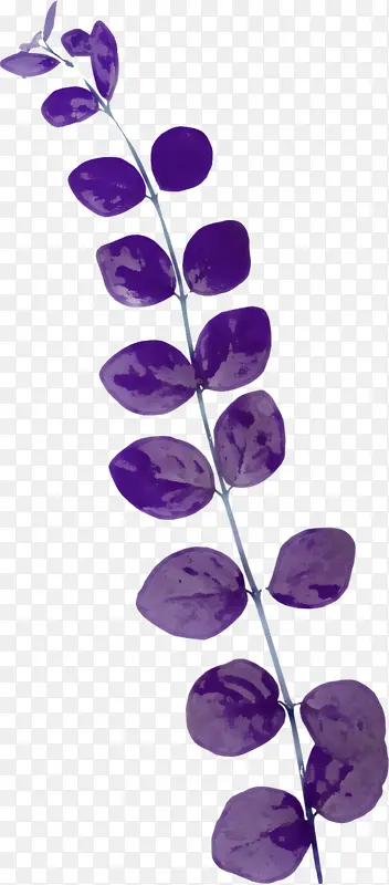 叶缘 紫色 紫水晶
