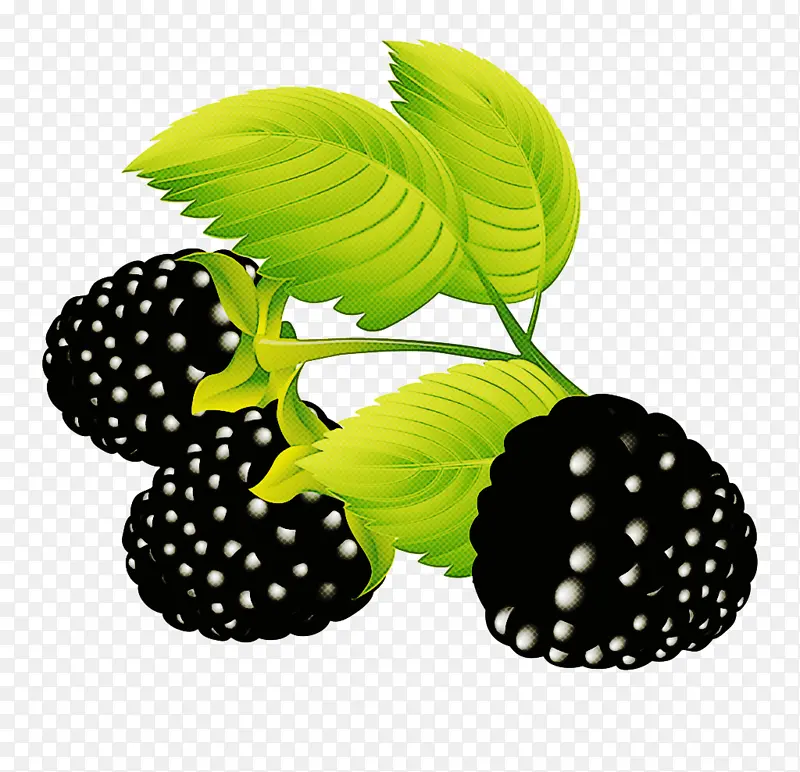 黑莓 浆果 绿色