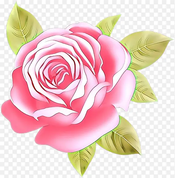 粉色 花园玫瑰 花朵
