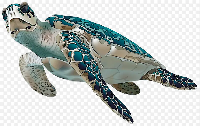 海龟 绿海龟 玳瑁海龟