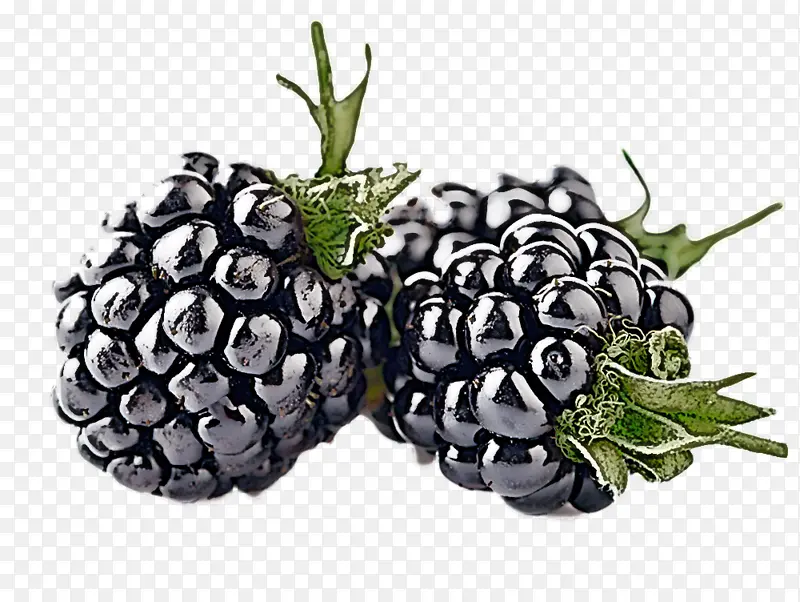 浆果 黑莓 水果