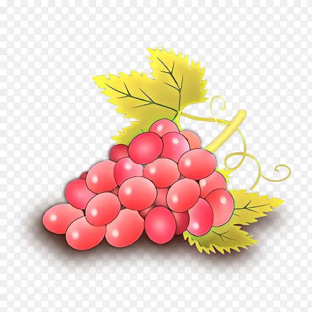 葡萄 无核水果 水果