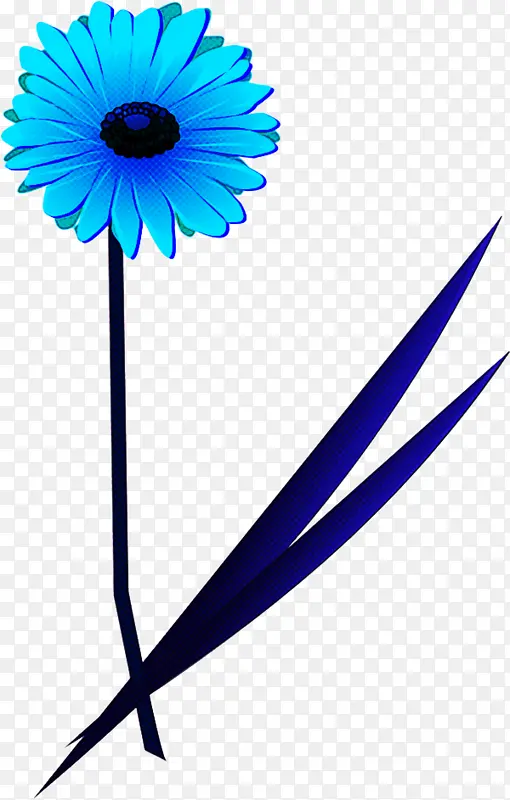 蓝色 非洲菊 巴伯顿雏菊