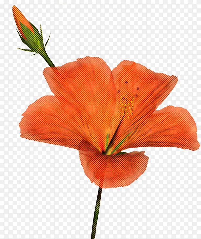 花 花瓣 橙色