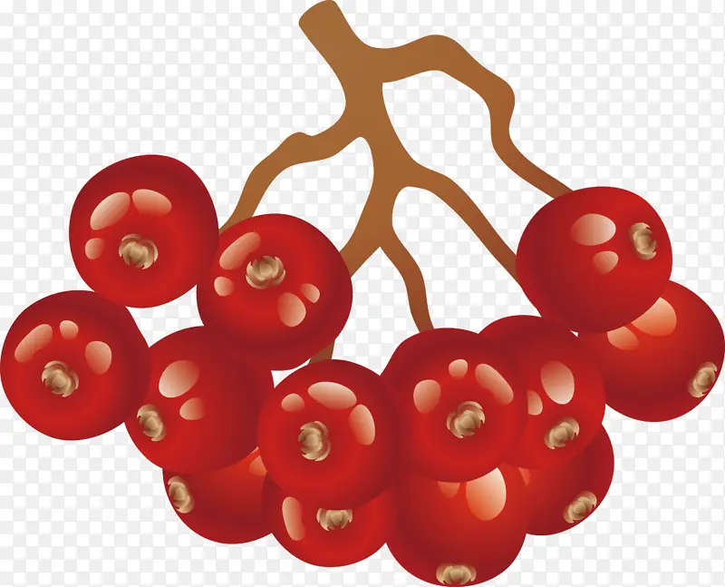 红色 植物 水果