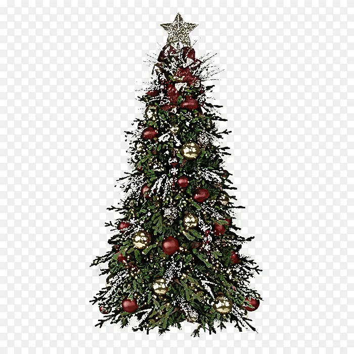 圣诞树 圣诞装饰 科罗拉多云杉