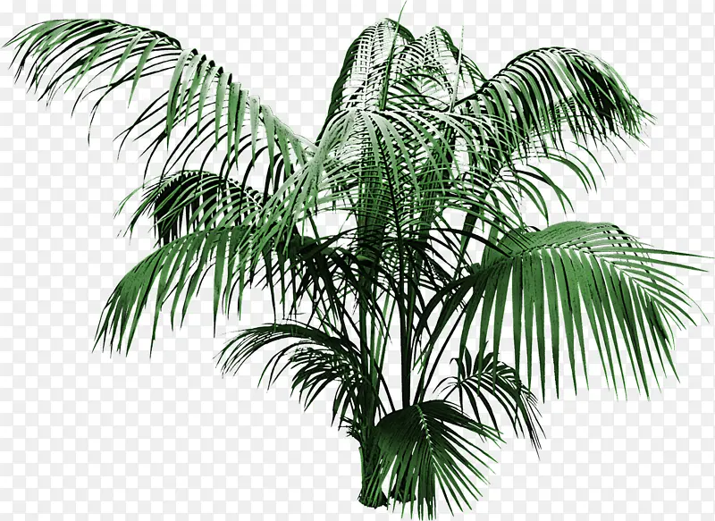 树木 植物 棕榈树