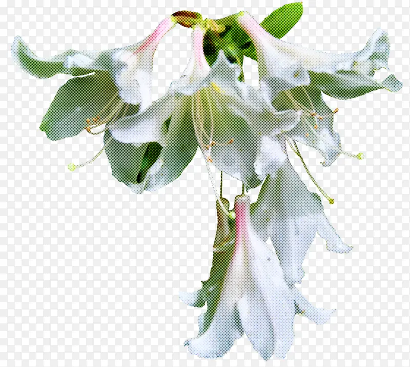 花 白色 植物