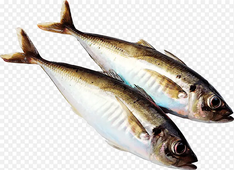 鱼 鱼产品 鲱鱼