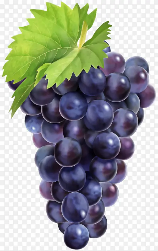 葡萄 无籽水果 水果