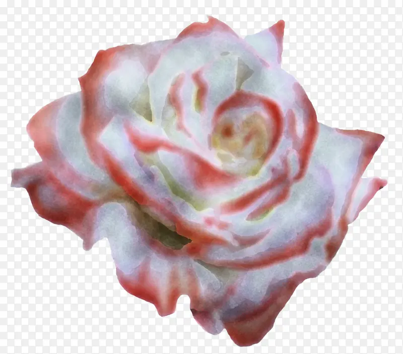 粉色 白色 花园玫瑰