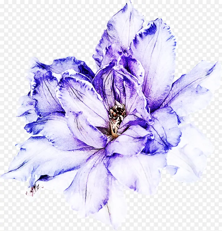 花瓣 紫罗兰 花