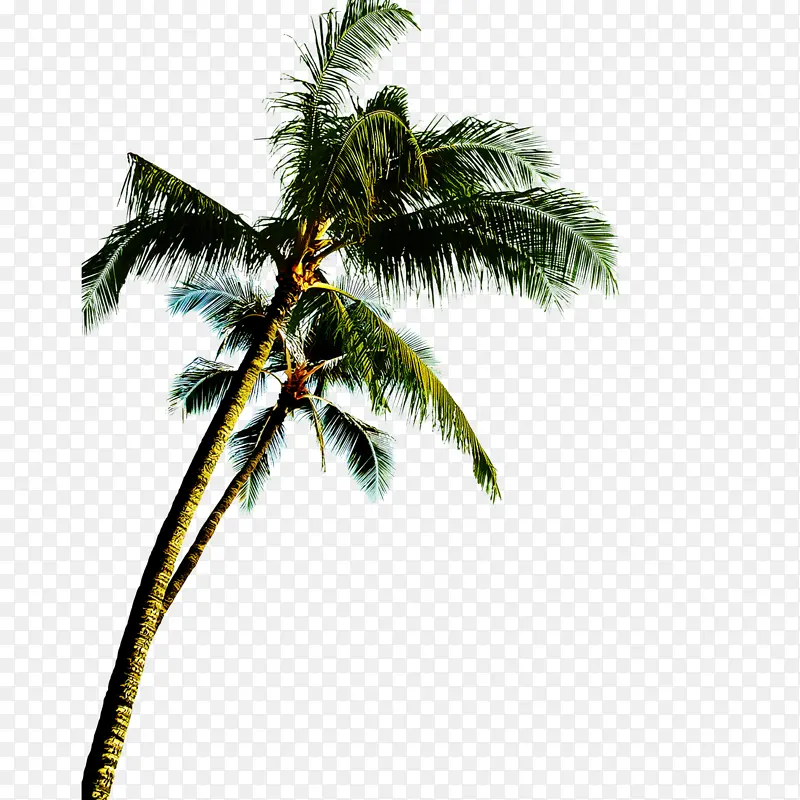 树 棕榈树 椰子