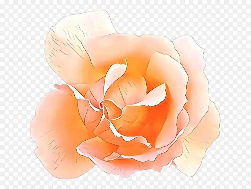花瓣 橙色 玫瑰