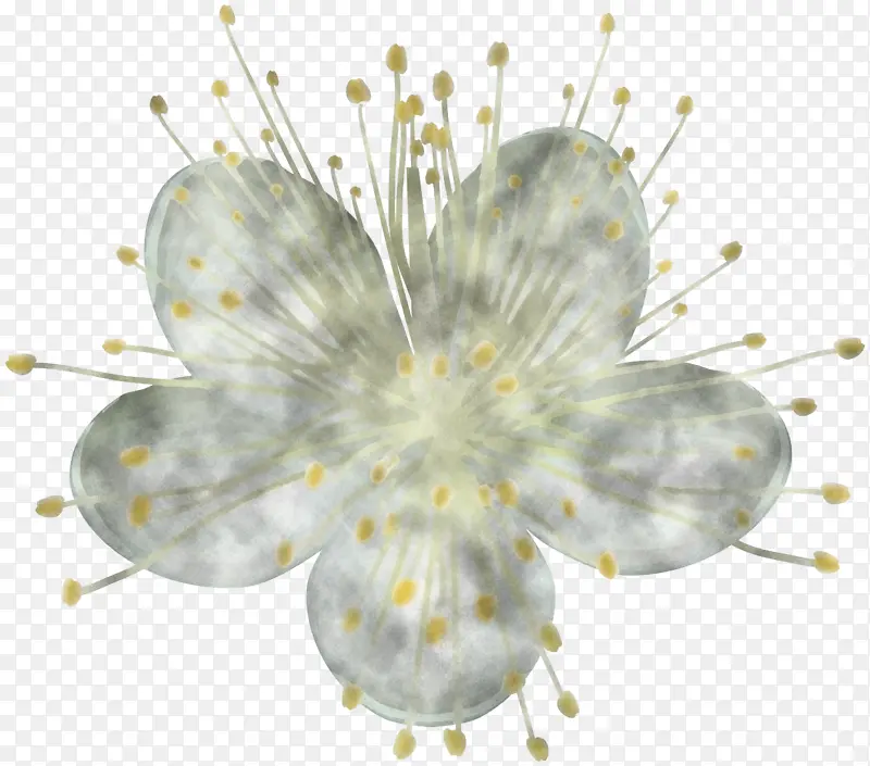 白色 植物 花朵