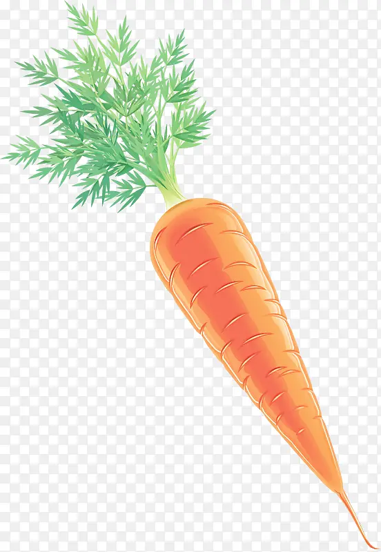 胡萝卜 根类蔬菜 小胡萝卜
