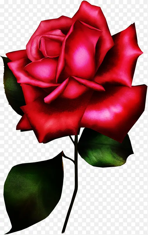 花园玫瑰 红色 花朵