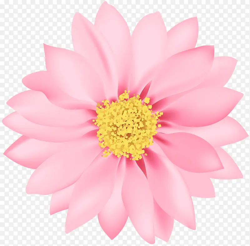 花卉 花瓣 粉色