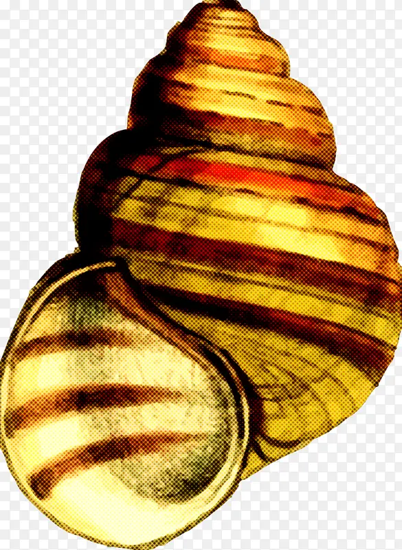 海蜗牛 贝壳 双壳类