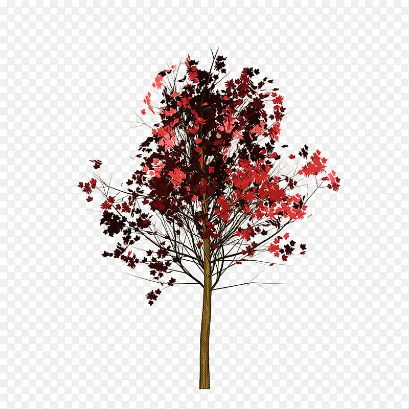 树 植物 红色