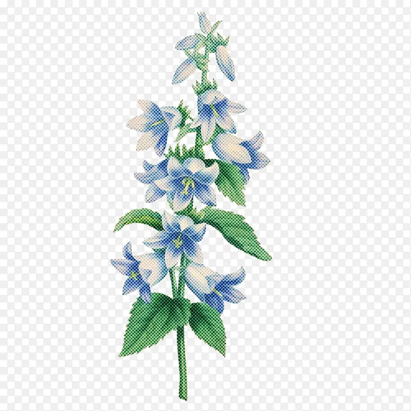 花 蓝色 植物