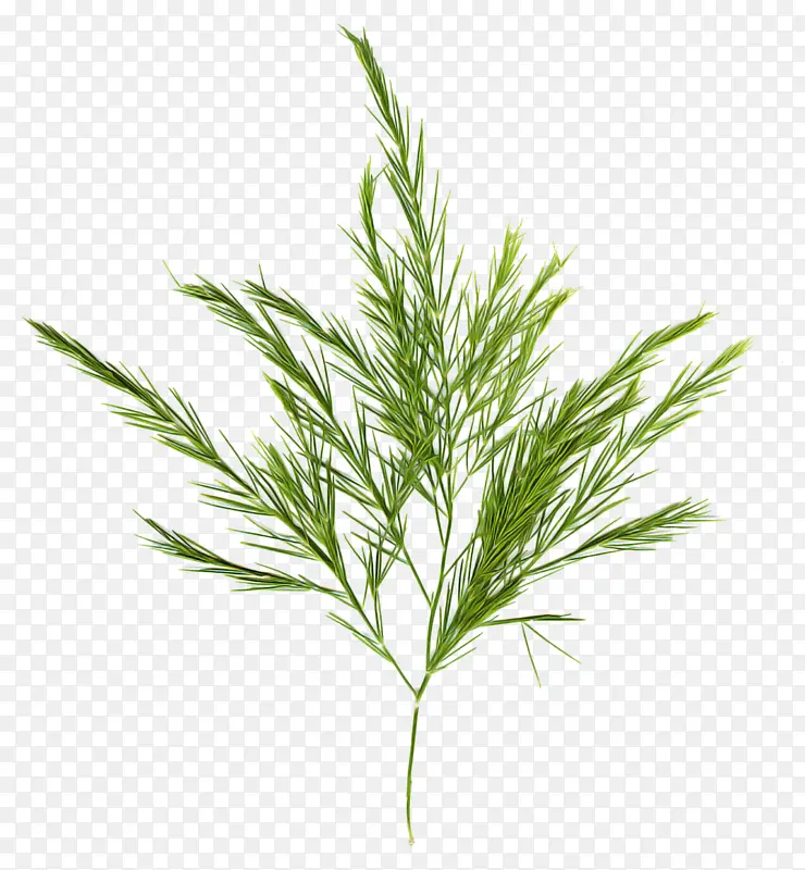 白松 植物 草PNG图片素材下载_图片编号7001795-PNG素材网