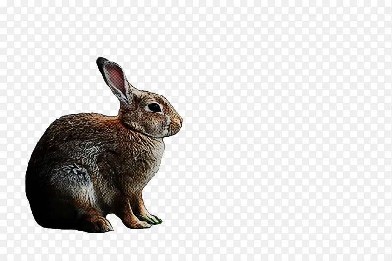 兔子 兔子和野兔 野兔