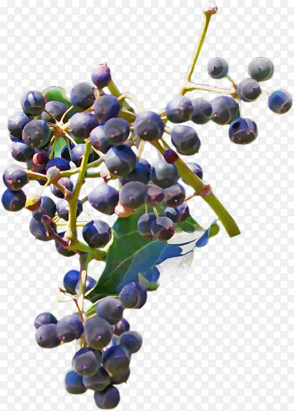 葡萄 水果 植物