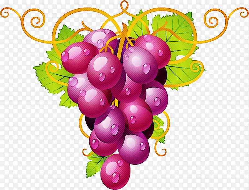 葡萄 无籽水果 葡萄科