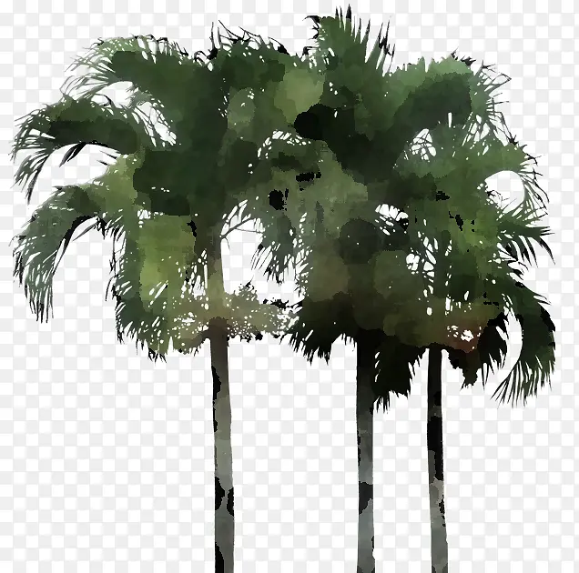 树 植物 叶