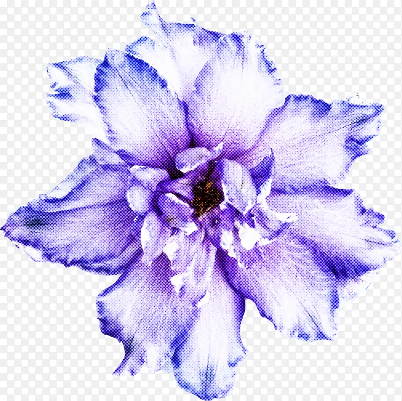 蓝色 白色 花瓣