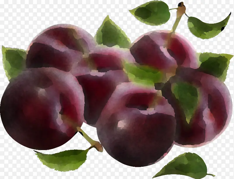 欧洲李子 水果 植物