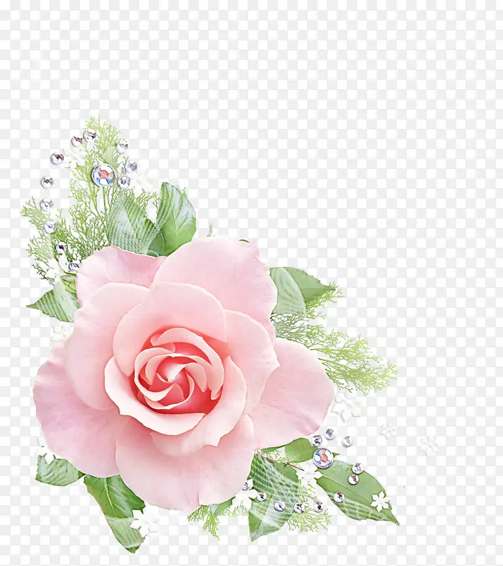 花卉 粉色 玫瑰
