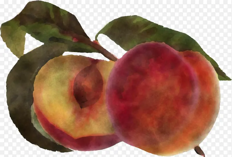 欧洲李子 水果 桃