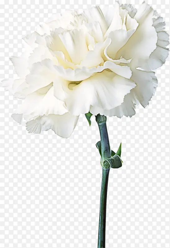白色 切花 花朵