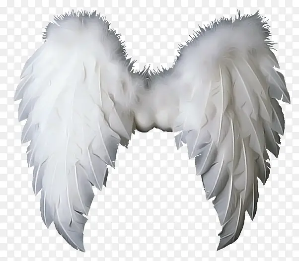 白色 翅膀 羽毛