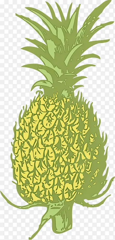 菠萝 水果 植物