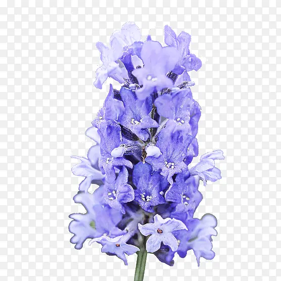 花 薰衣草 紫色PNG图片素材下载_图片编号7004501-PNG素材网