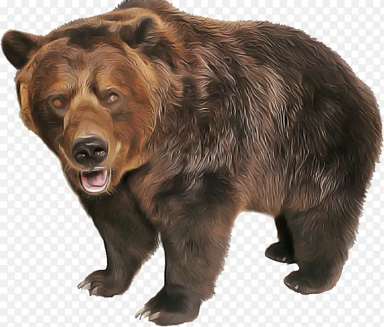 棕熊 熊 灰熊