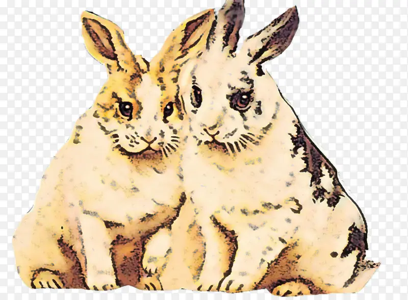 兔子 兔子和野兔 动物形象