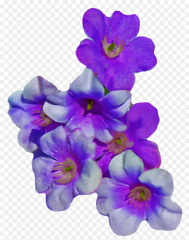 紫罗兰 花 花瓣