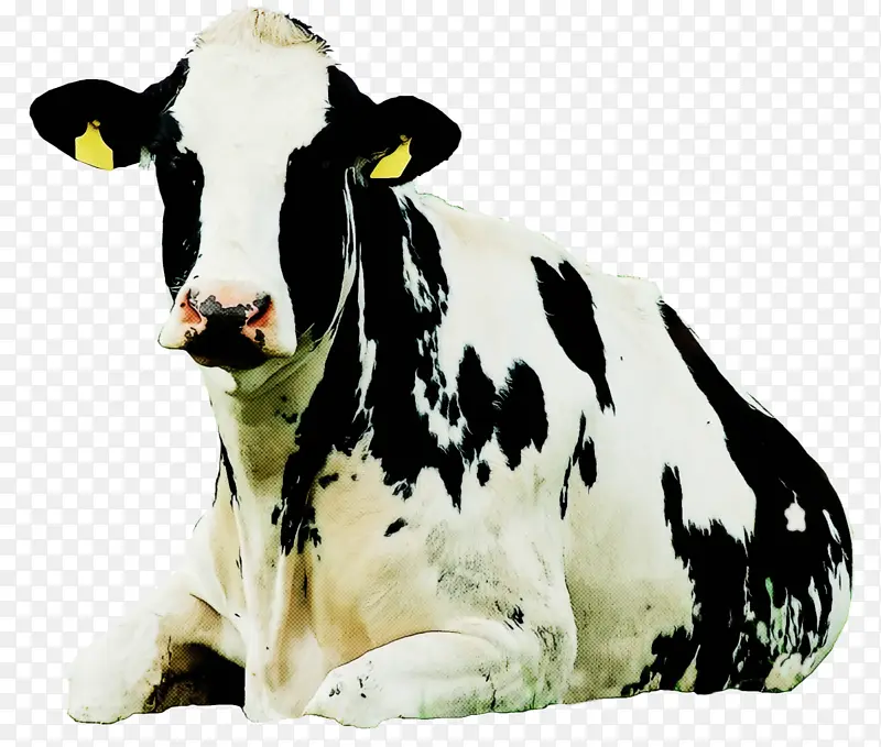 奶牛 牛 牲畜