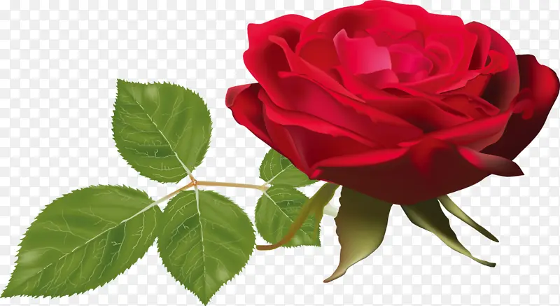 一朵花 一朵玫瑰 情人节