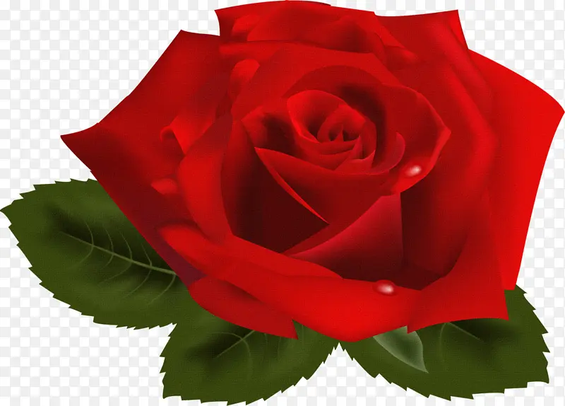 一朵花 一朵玫瑰 情人节