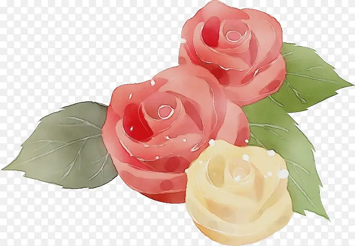 三朵花 三朵玫瑰 情人节