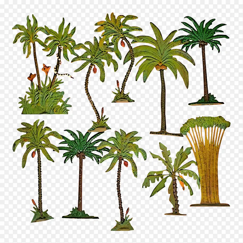 采购产品树 棕榈树 植物