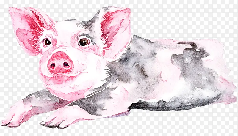 水彩猪 猪科 粉色