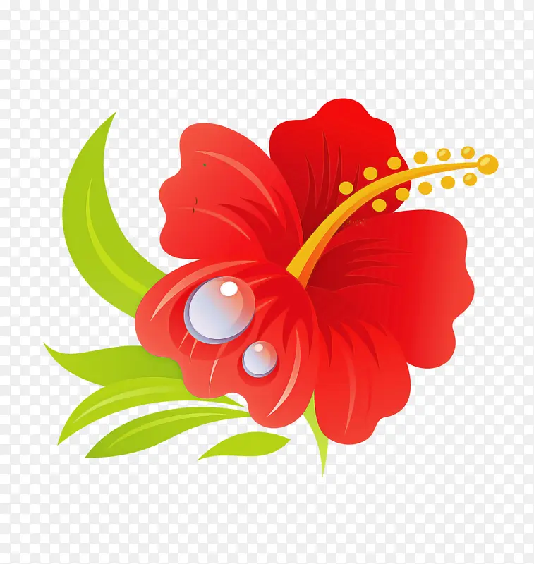 夏威夷木槿 花 木槿
