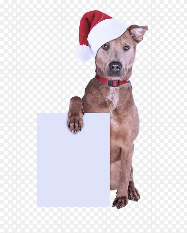 狗 圣诞帽 圣诞节